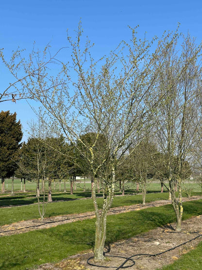 CB TREE #025