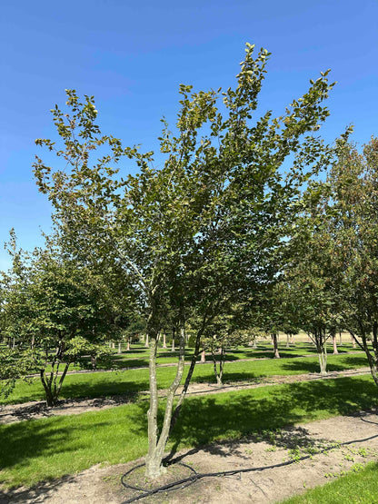 CB TREE #025
