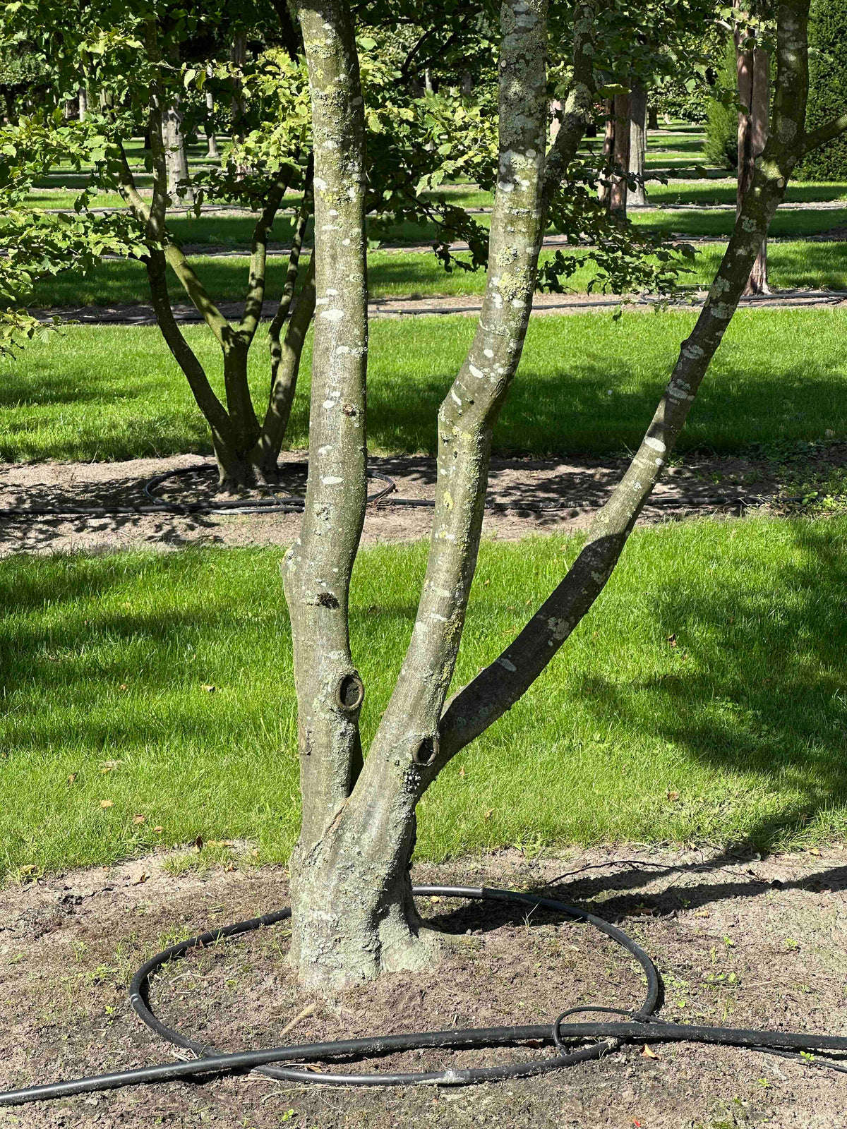 CB TREE #025