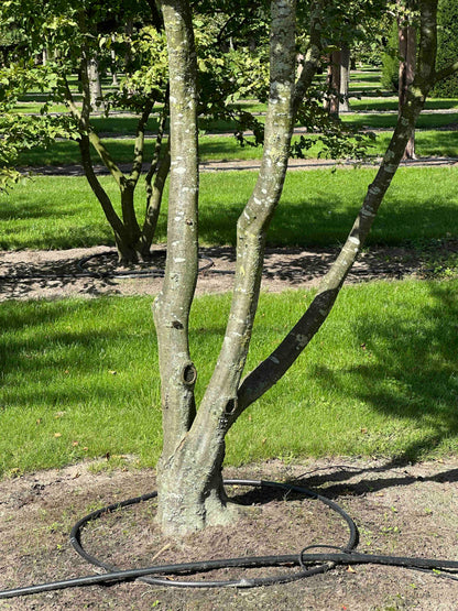 CB TREE #025