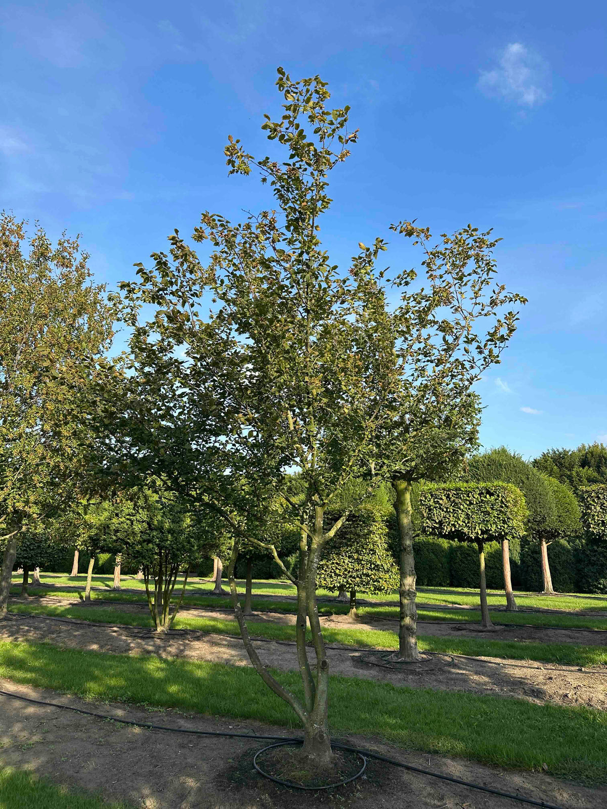 CB TREE #025