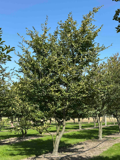 CB TREE #026
