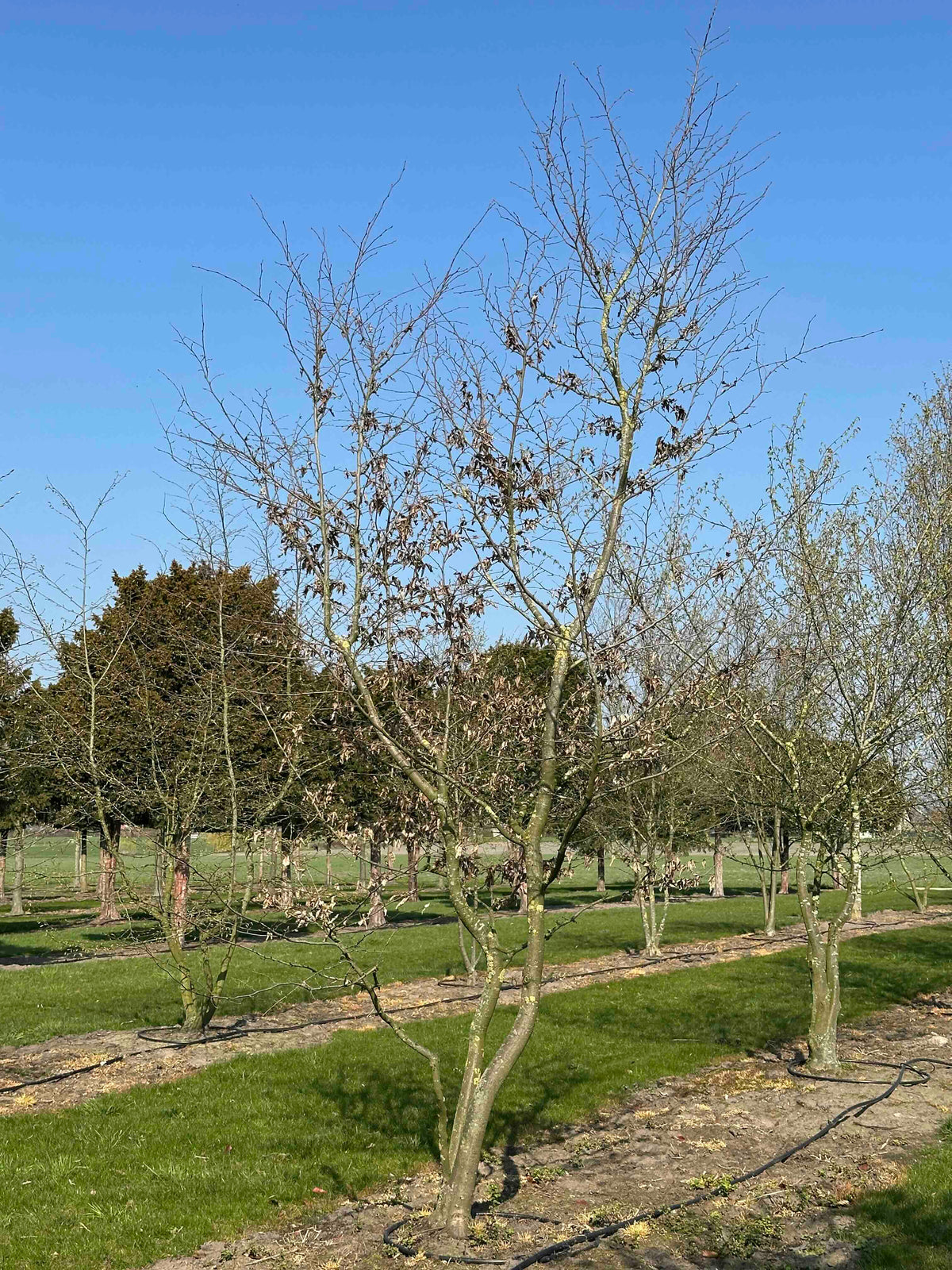 CB TREE #026
