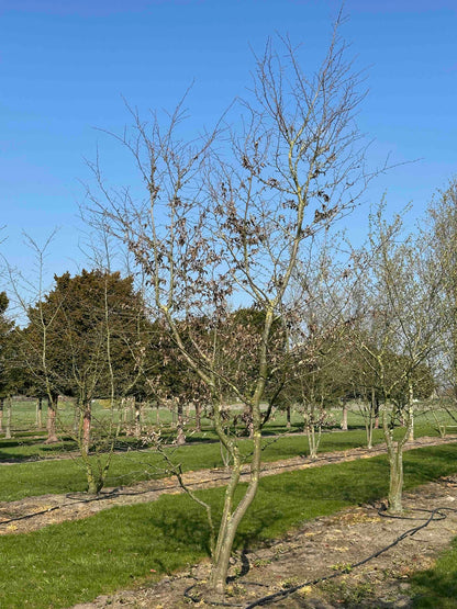 CB TREE #026