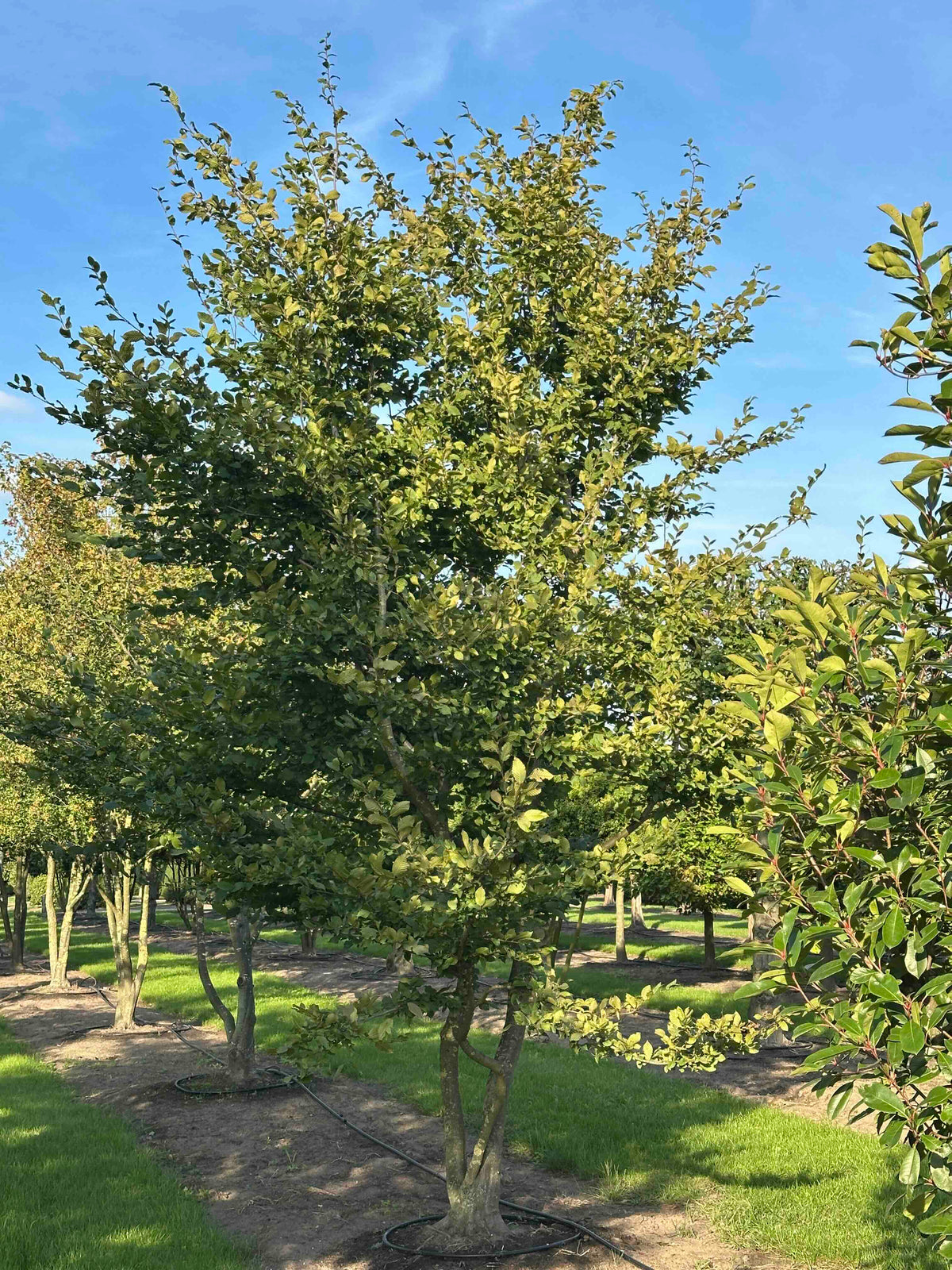 CB TREE #026