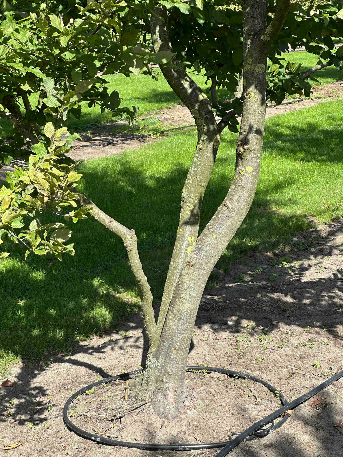 CB TREE #026