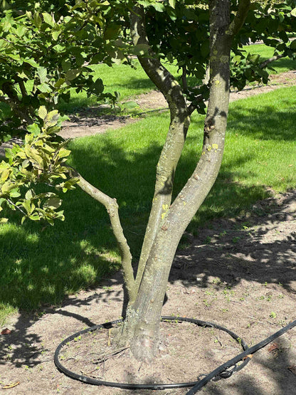 CB TREE #026