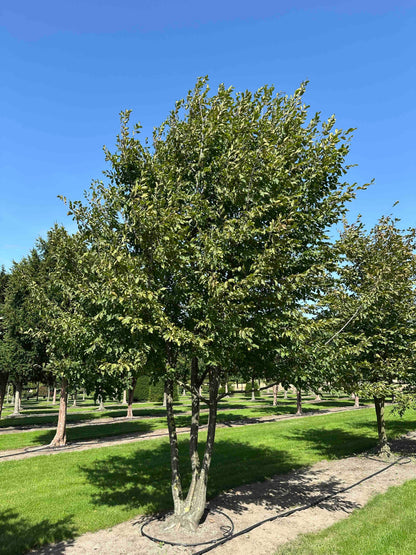 CB TREE #027