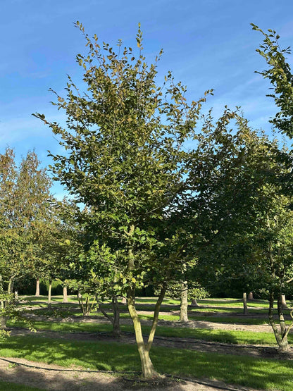CB TREE #028