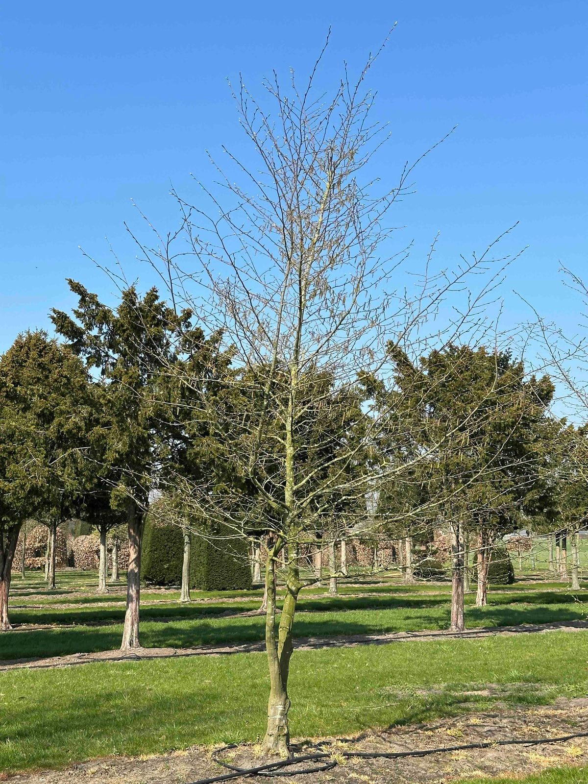 CB TREE #028