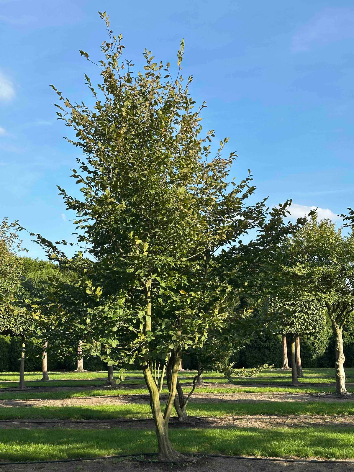 CB TREE #028