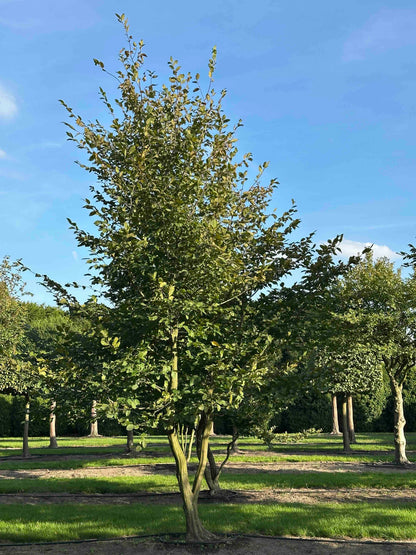 CB TREE #028
