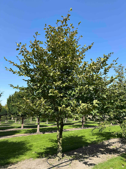 CB TREE #028