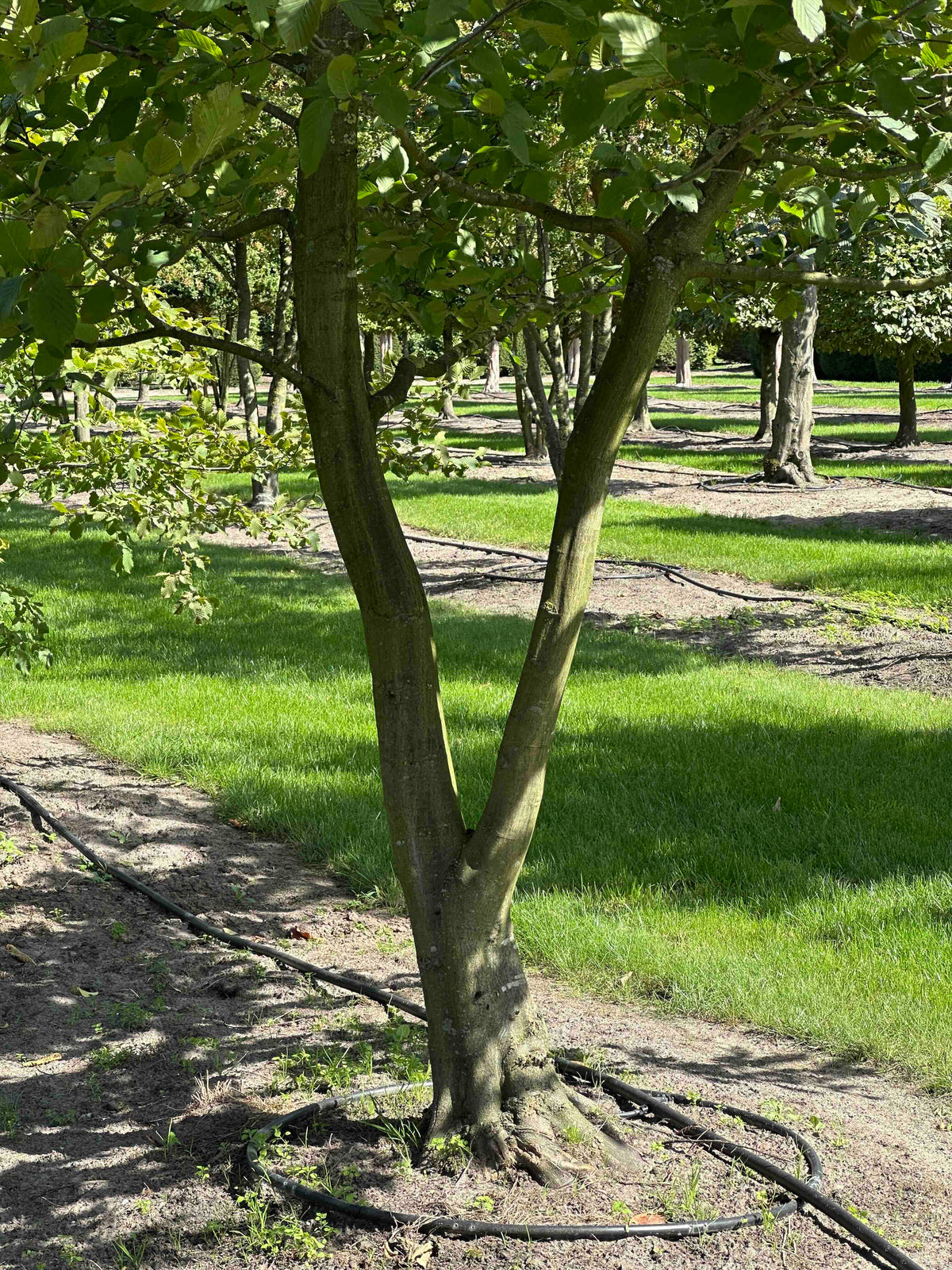 CB TREE #028