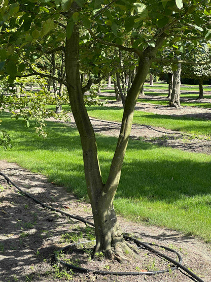 CB TREE #028