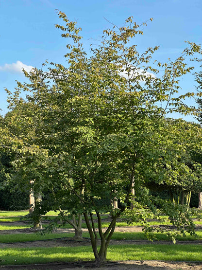 CB TREE #029