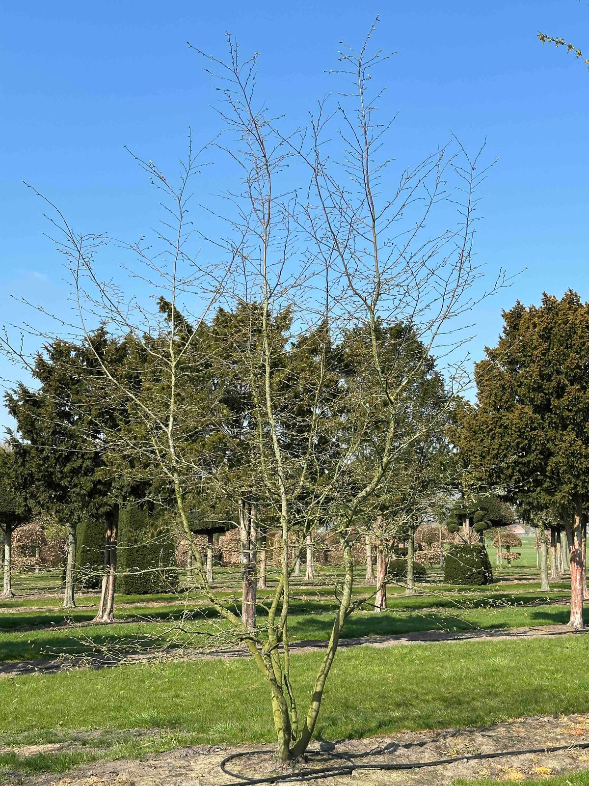 CB TREE #029