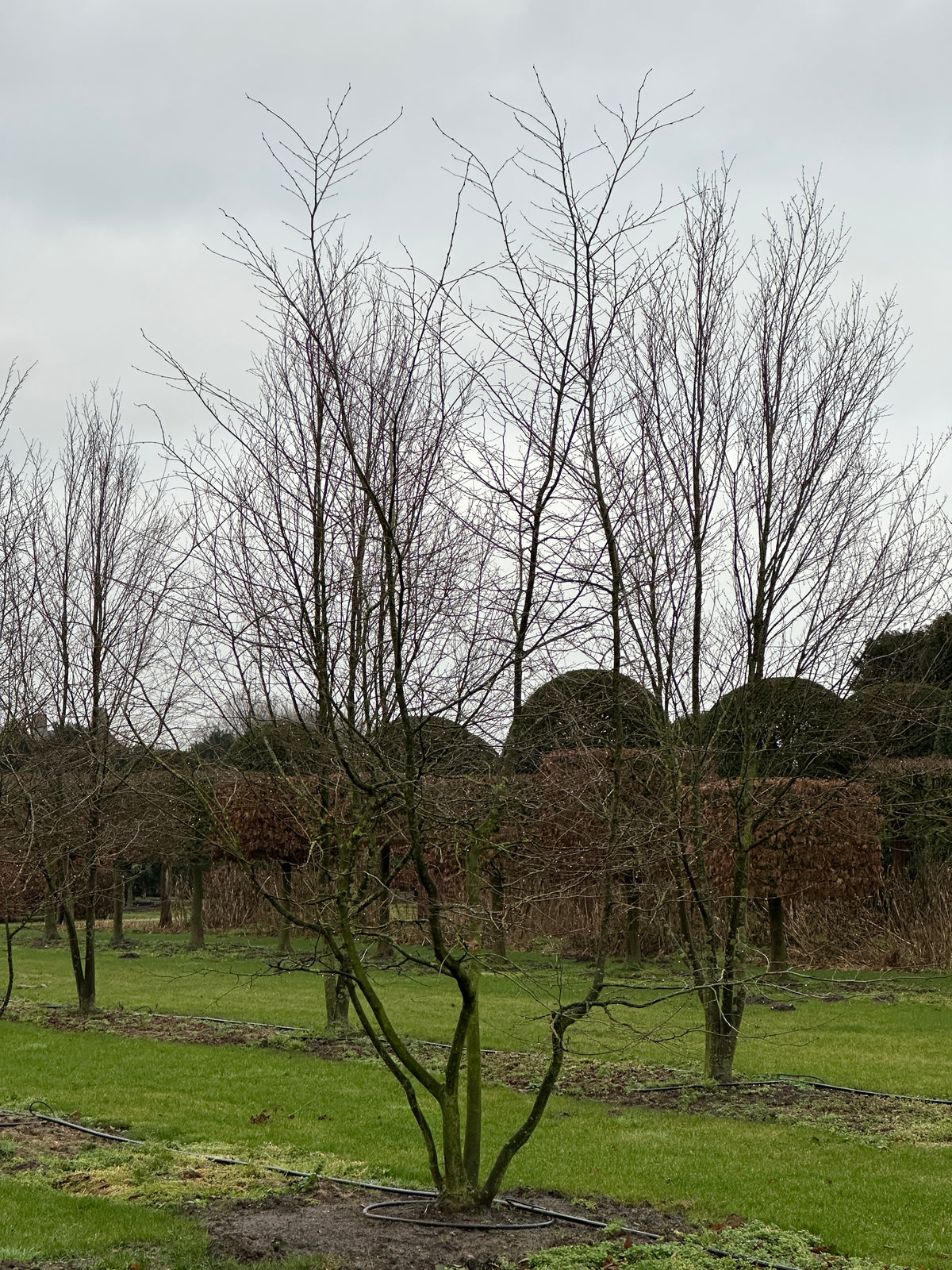 CB TREE #029