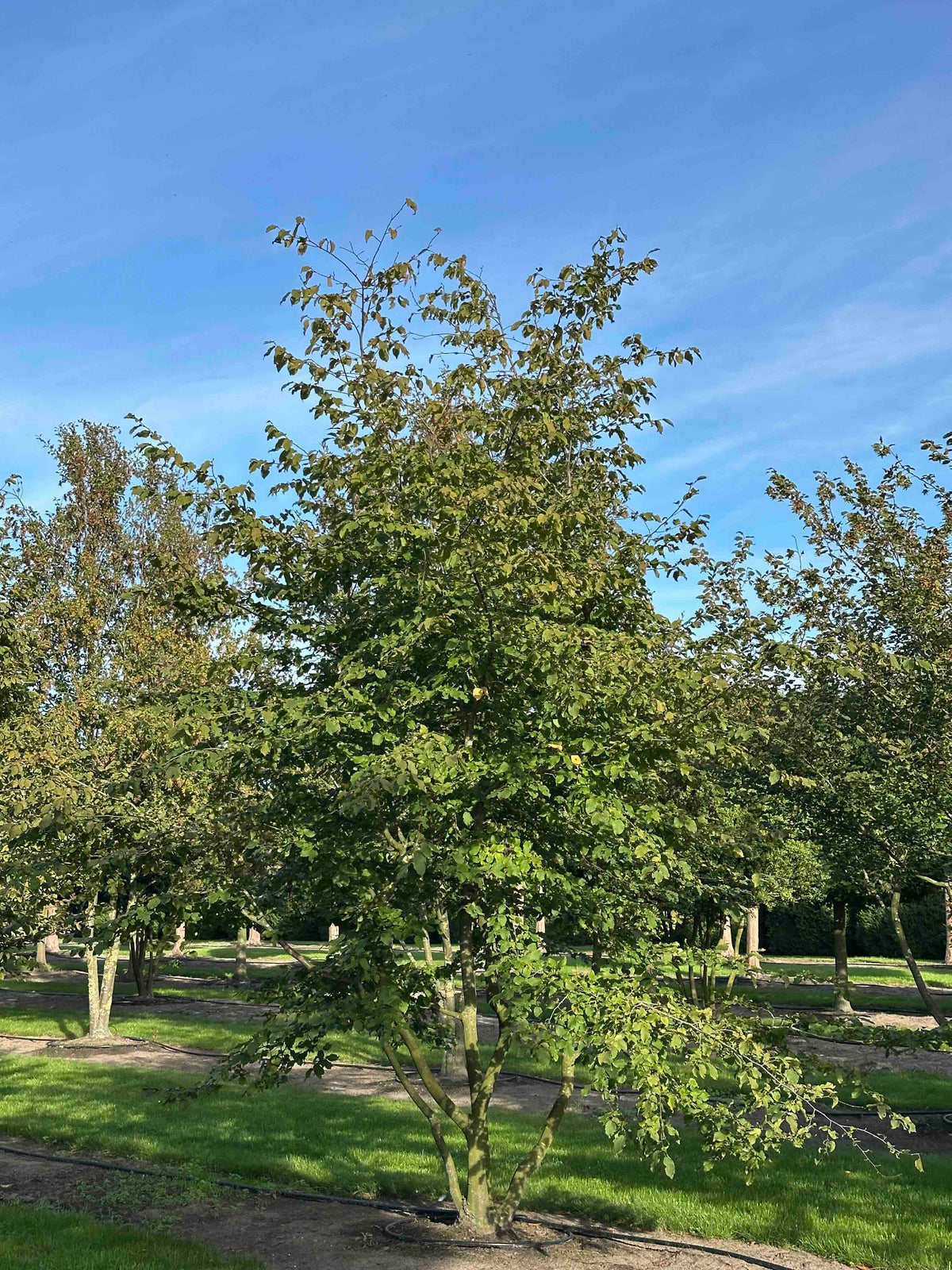 CB TREE #029