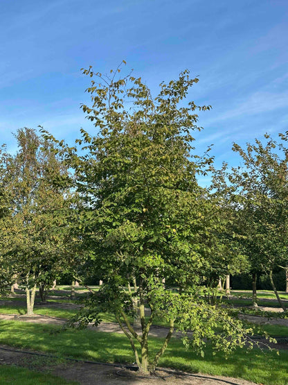 CB TREE #029
