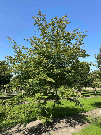 CB TREE #029