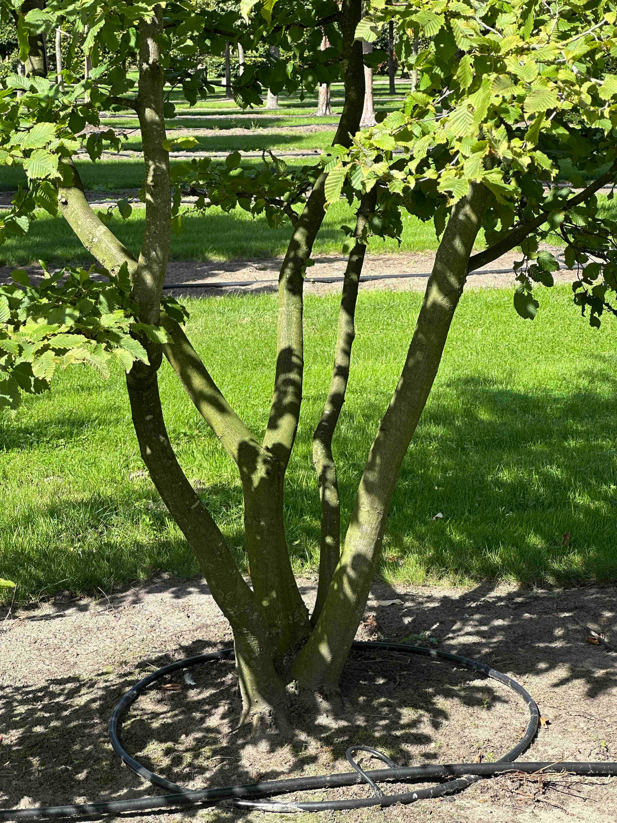 CB TREE #029