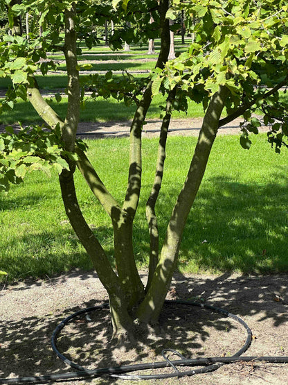 CB TREE #029