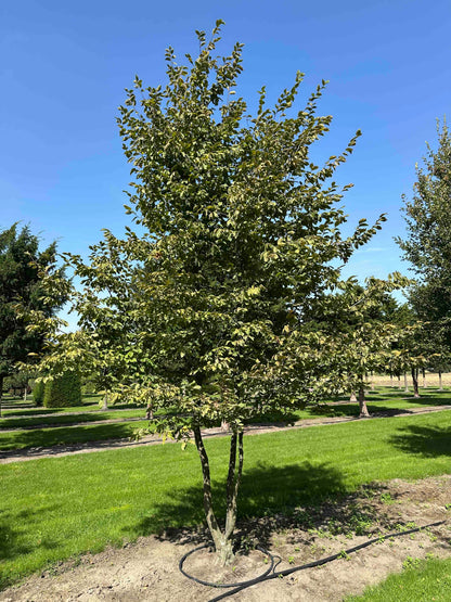 CB TREE #030