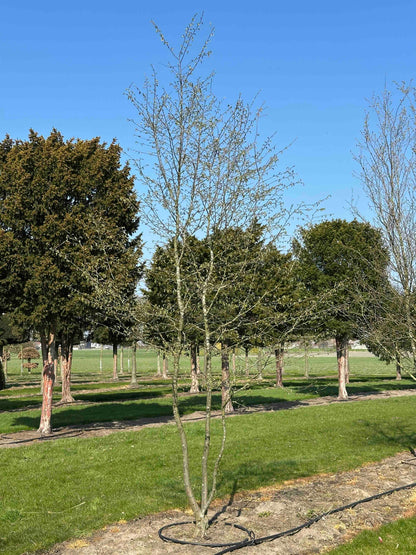 CB TREE #030