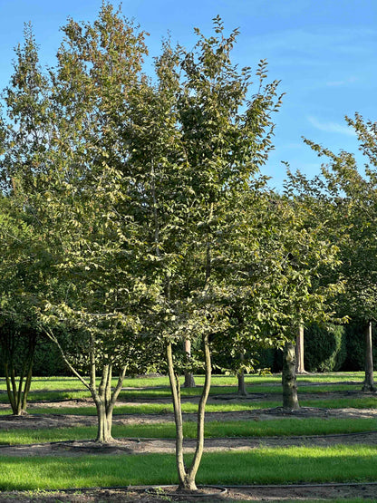 CB TREE #030