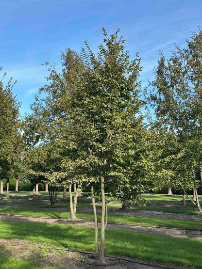 CB TREE #030