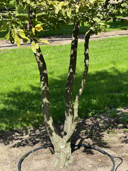CB TREE #030