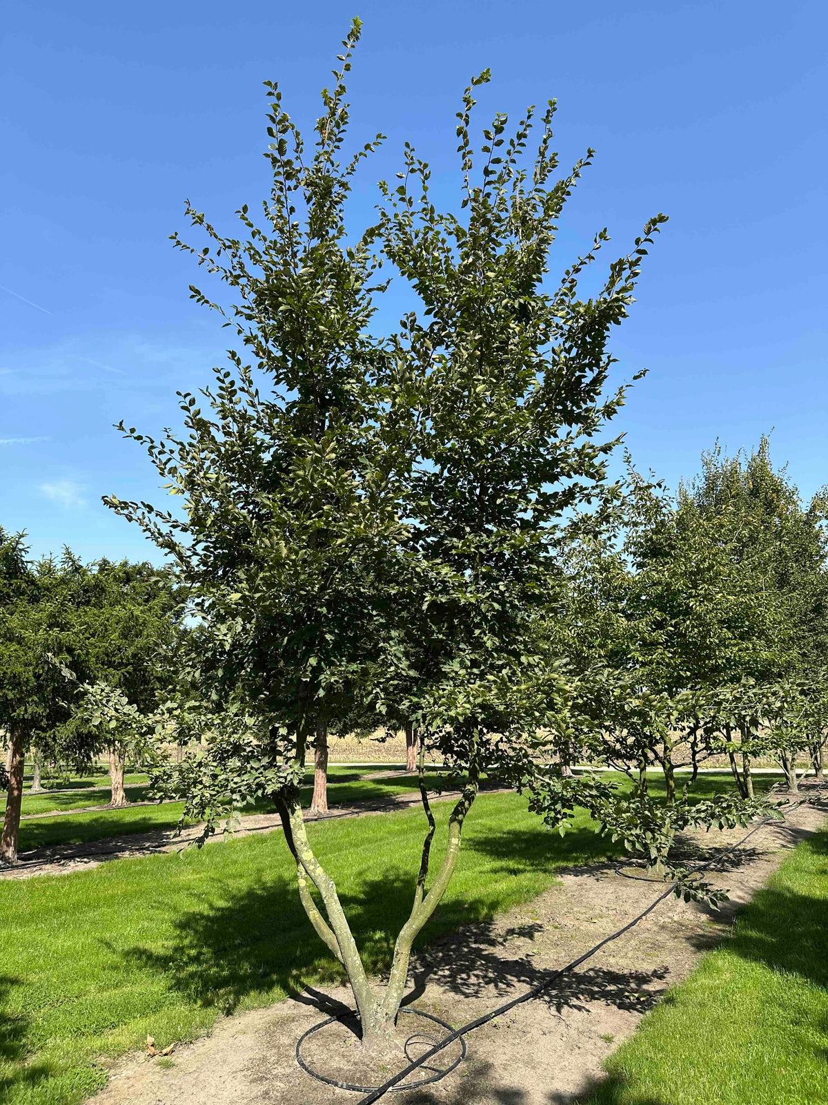 CB TREE #031