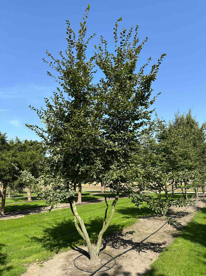 CB TREE #031