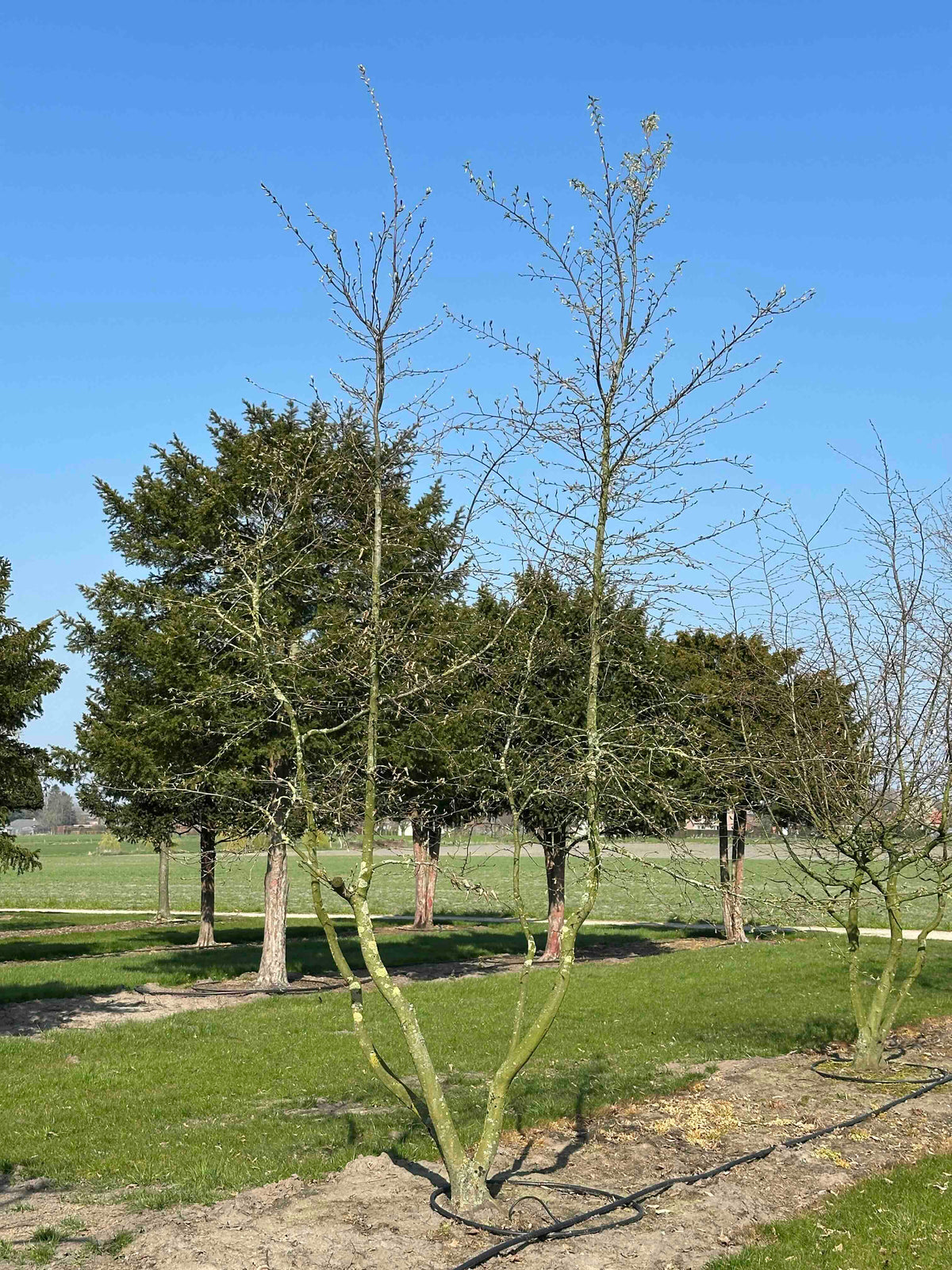 CB TREE #031