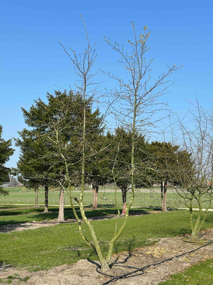 CB TREE #031