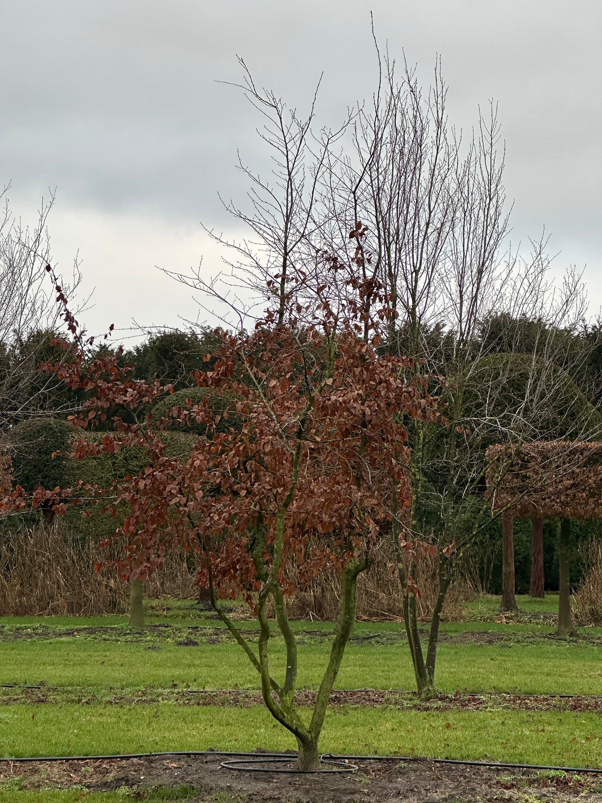 CB TREE #031
