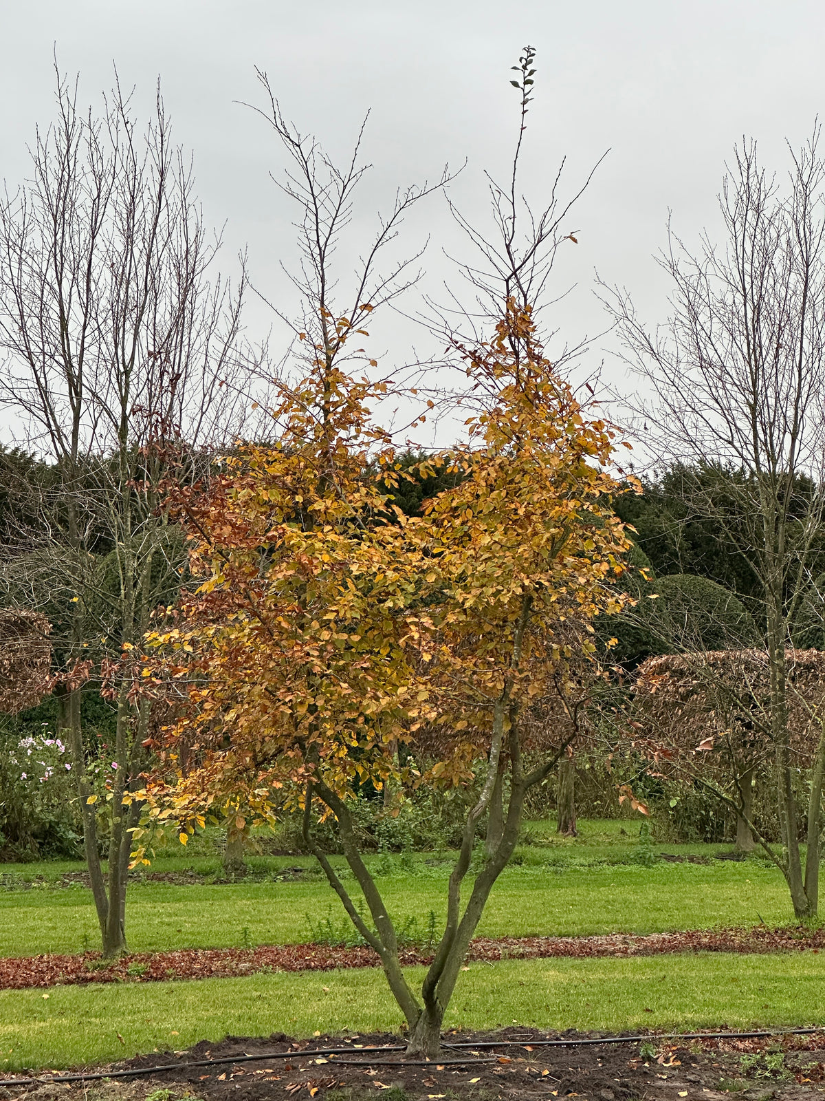 CB TREE #031