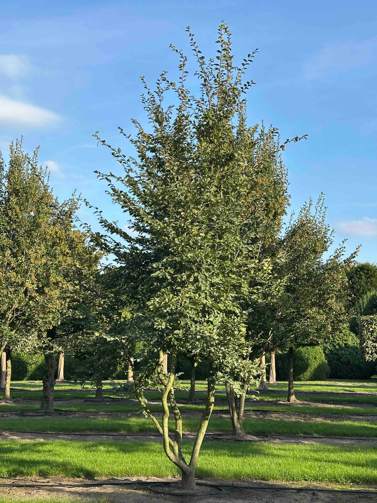 CB TREE #031