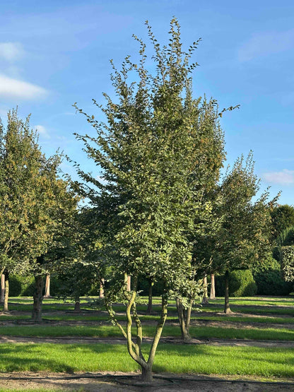 CB TREE #031