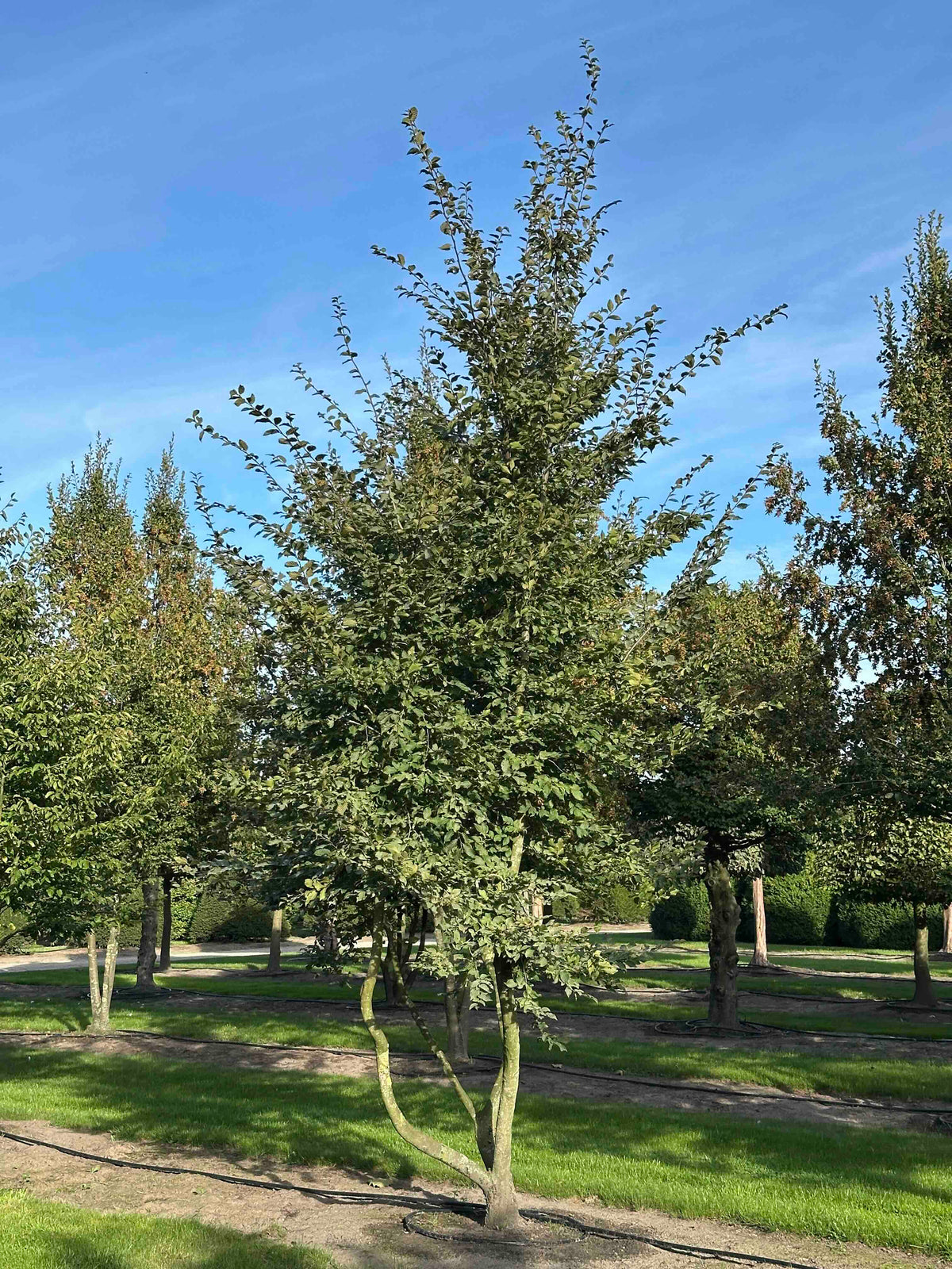 CB TREE #031