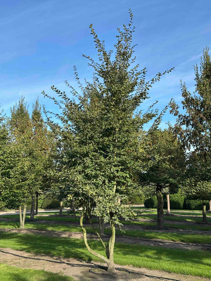 CB TREE #031