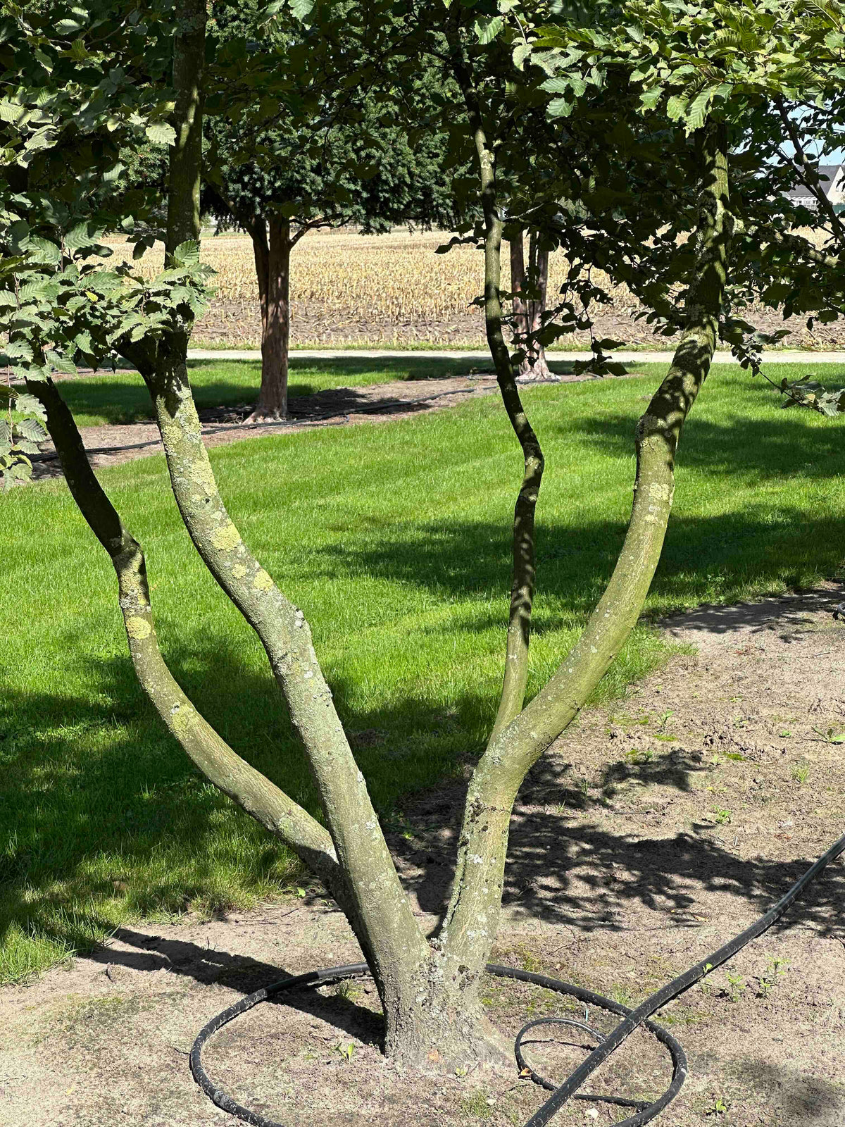 CB TREE #031