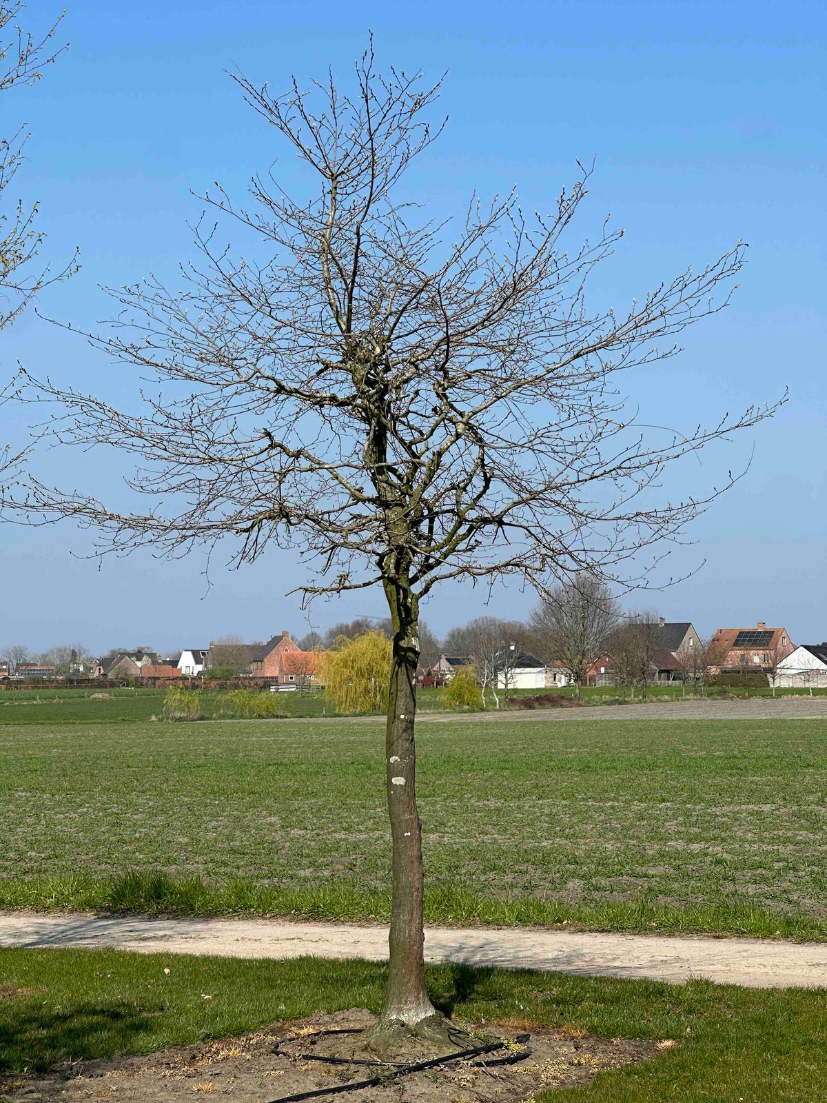 CB TREE #033