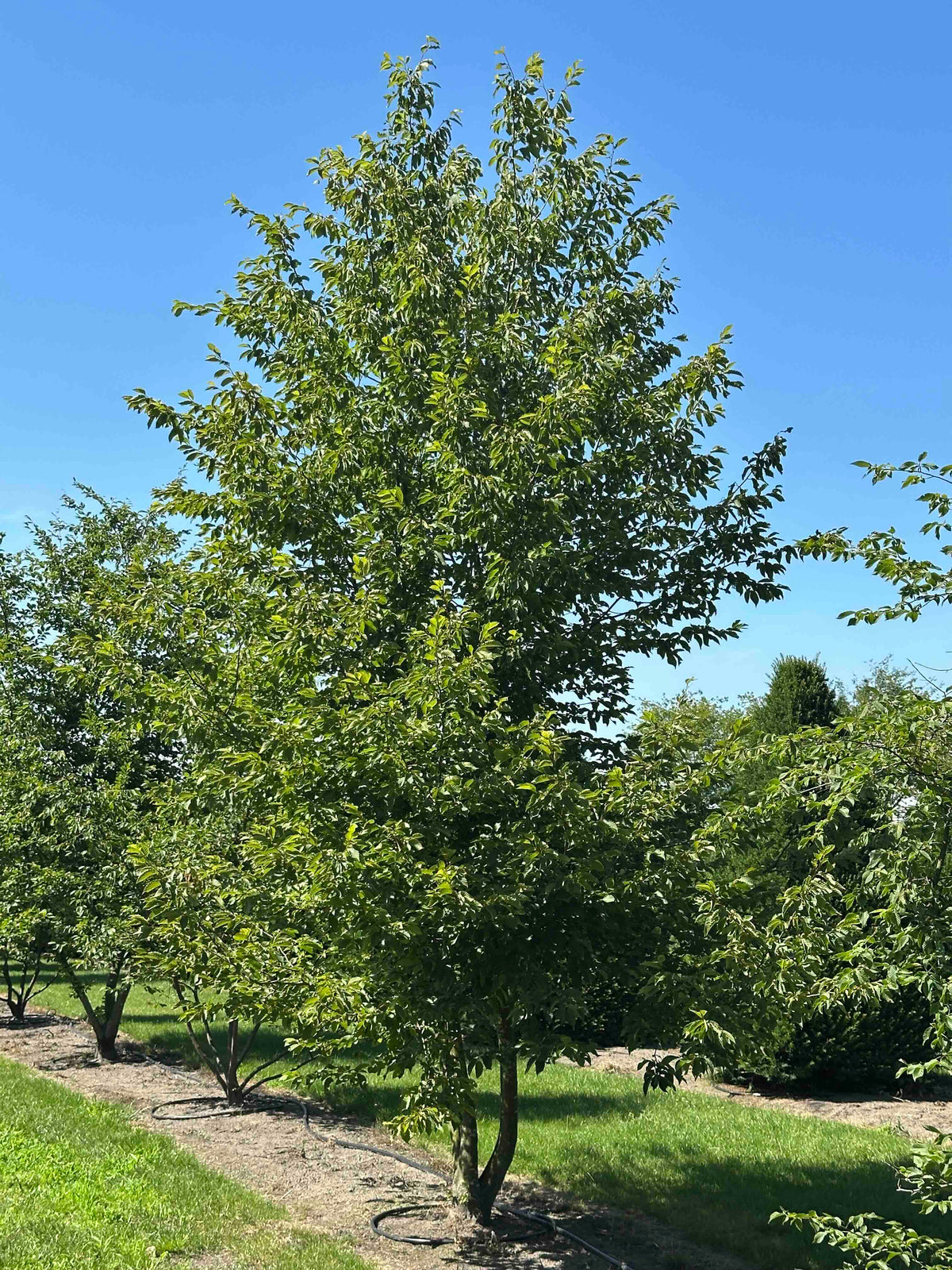 CB TREE #036