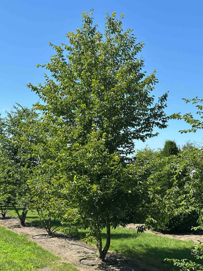 CB TREE #036