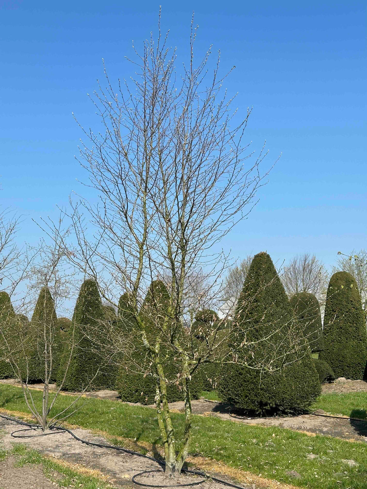 CB TREE #036