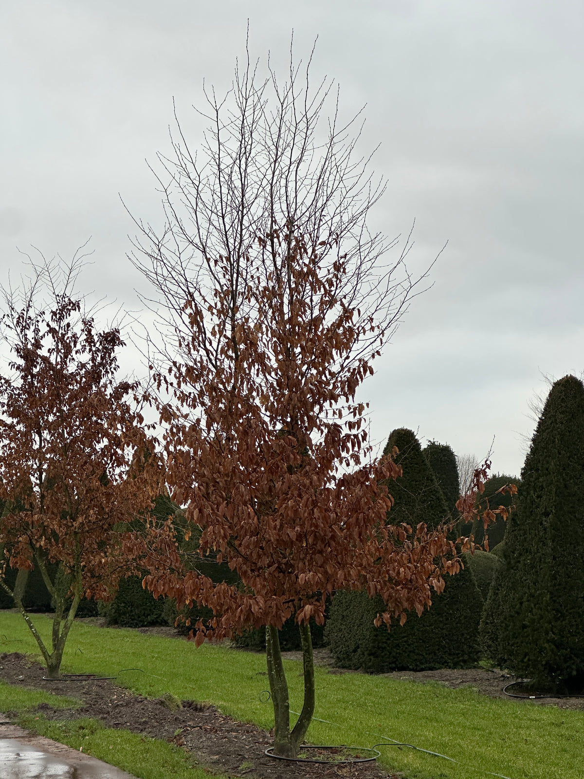 CB TREE #036