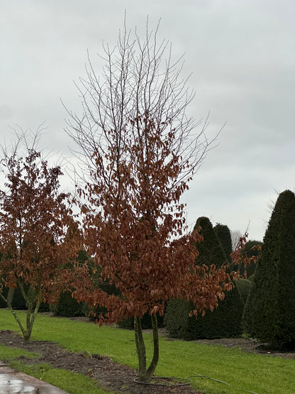 CB TREE #036