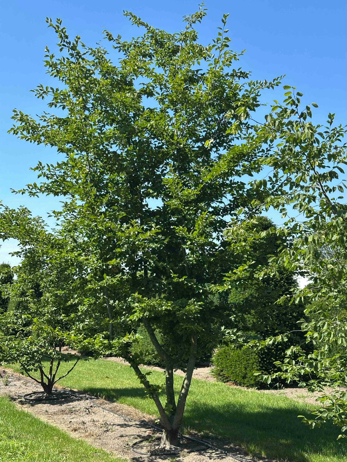CB TREE #038